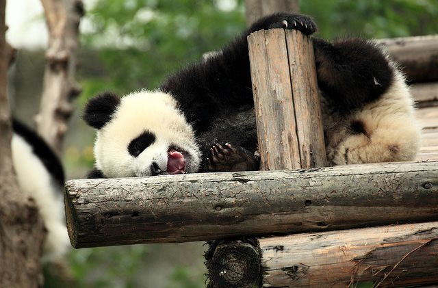 В зоопарке Франции впервые родилась панда