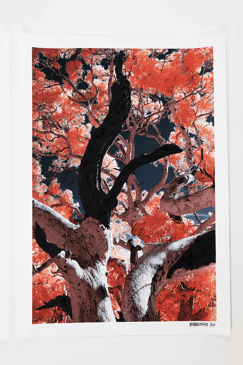 В Австралии открылась выставка картин, нарисованных углём с мест лесных пожаров (2)