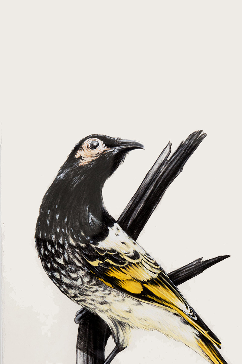 В Австралии открылась выставка картин, нарисованных углём с мест лесных пожаров (3)