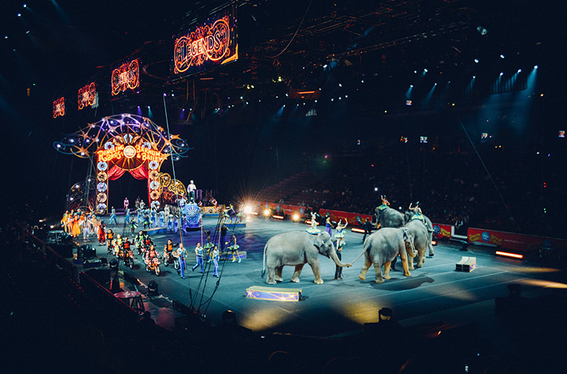 Во Франции запретят передвижные цирки с дикими животными