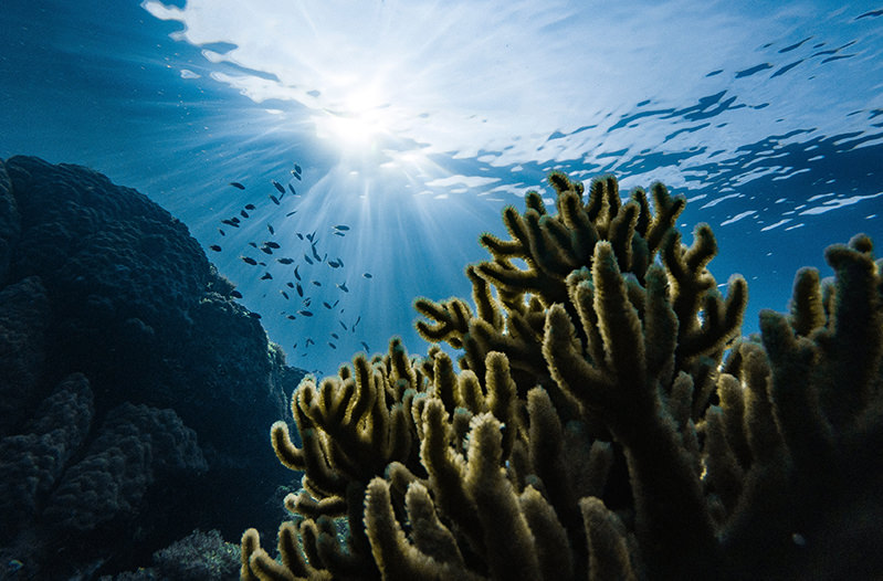 В Австралии нашли коралловый риф высотой 500 метров