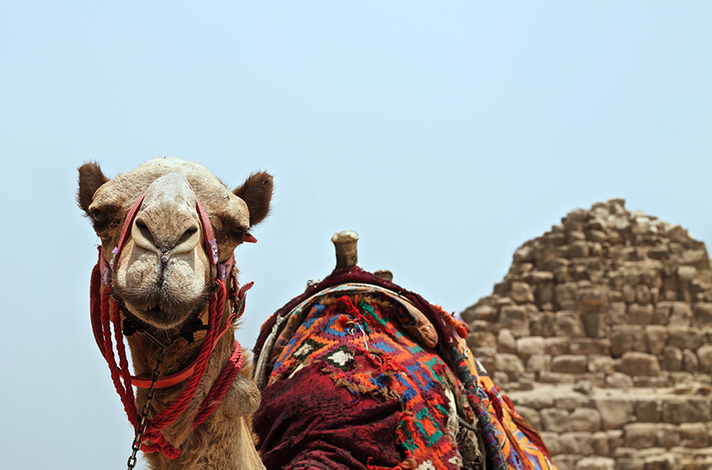В Египте запретят прогулки на животных к пирамидам Гизы