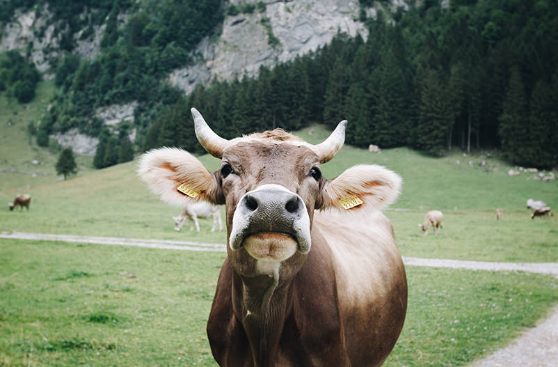 В Нидерландах новый тренд: объятия с коровами как спасение от стресса