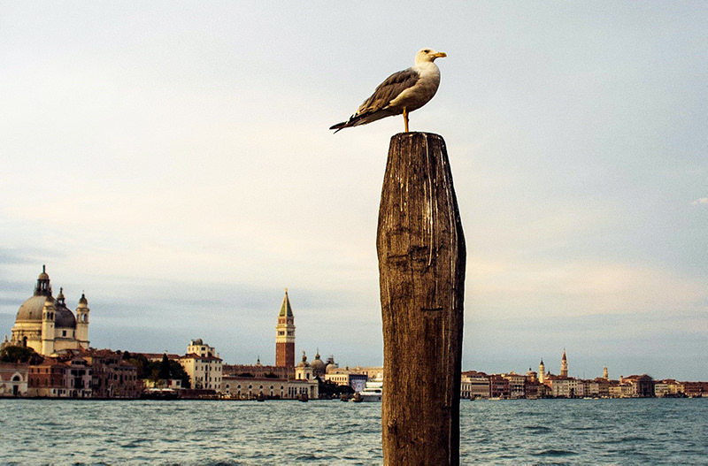 Венеция начала отслеживать все перемещения туристов