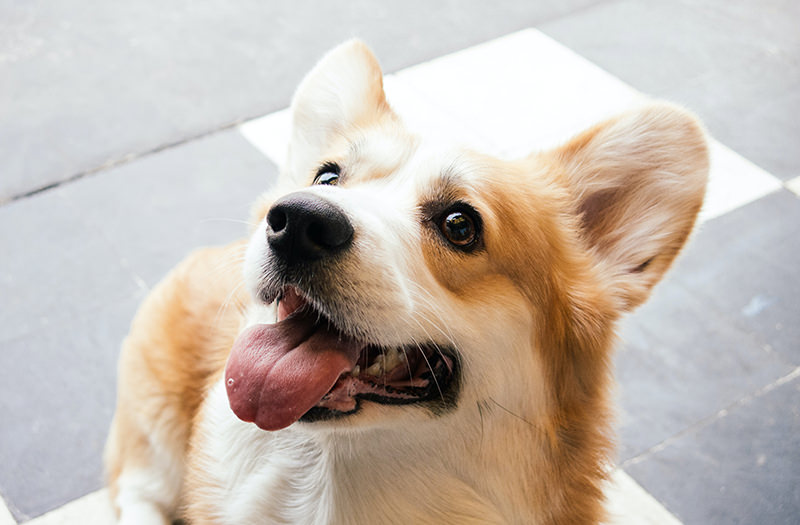 Новое приложение помогает находить собак по скану носа