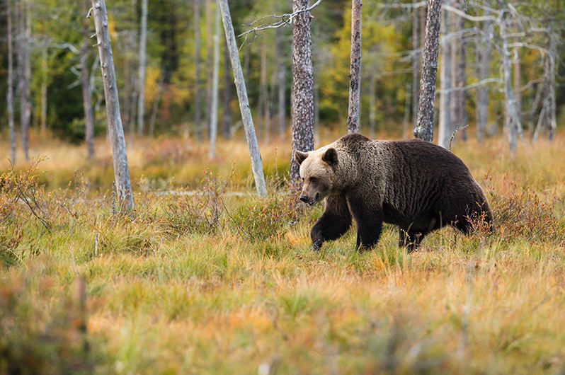В Финляндии запустили сафари к медведям на вертолетах