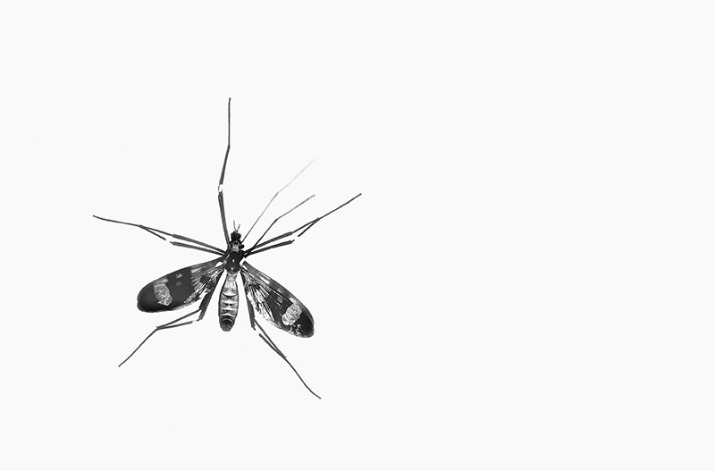 В США выпустят на волю генетически модифицированных комаров, которые не кусаются