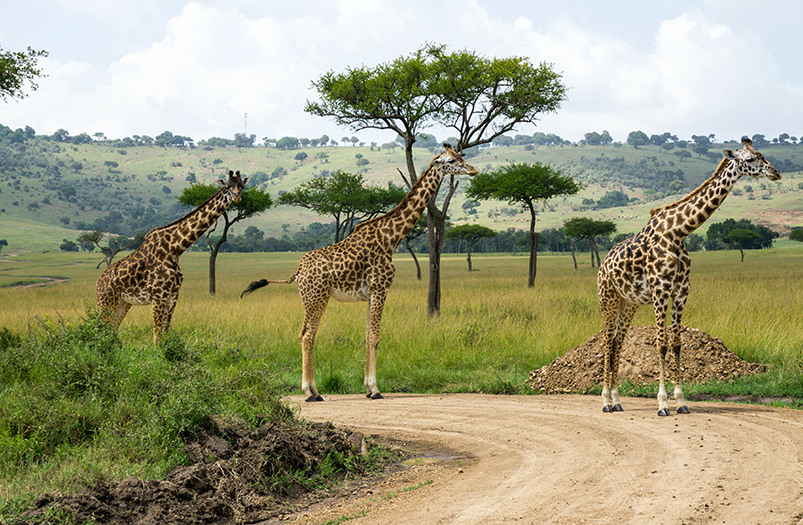 В Кении началась перепись дикой природы