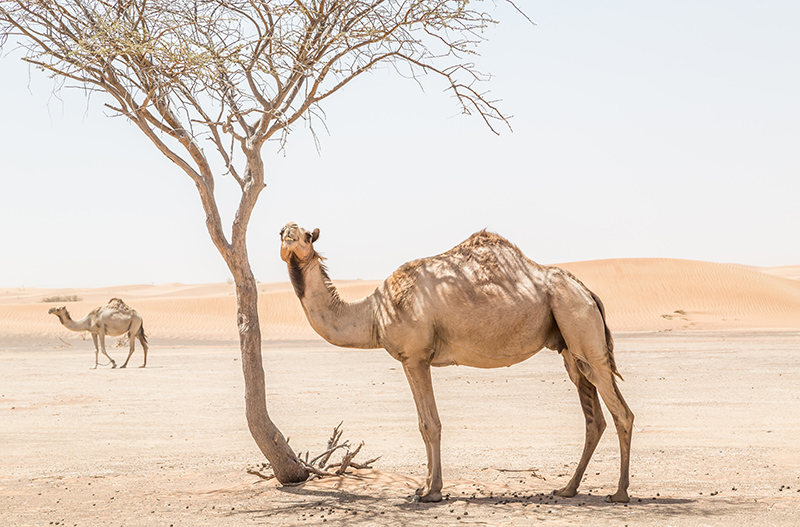 В Кении становится популярным капучино на верблюжьем молоке