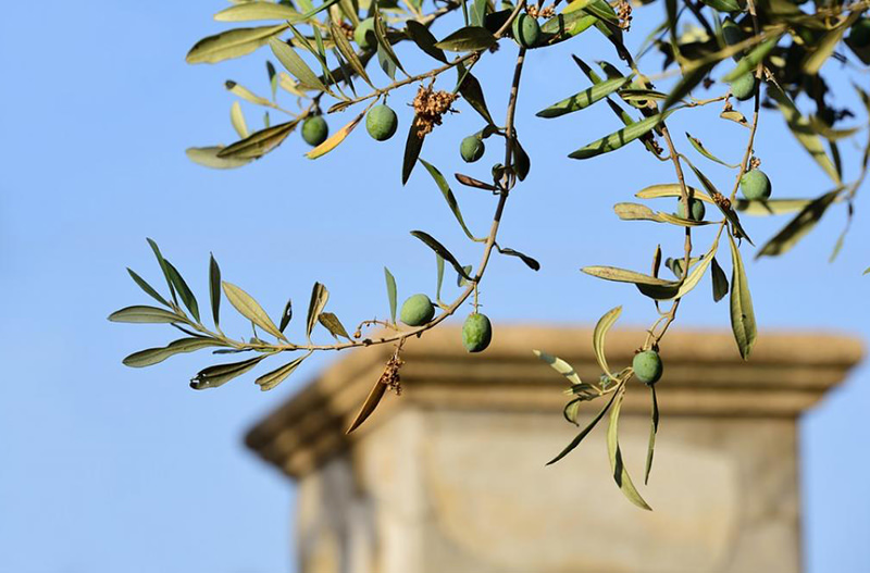 Жителям Флоренции раздают оливковые рощи