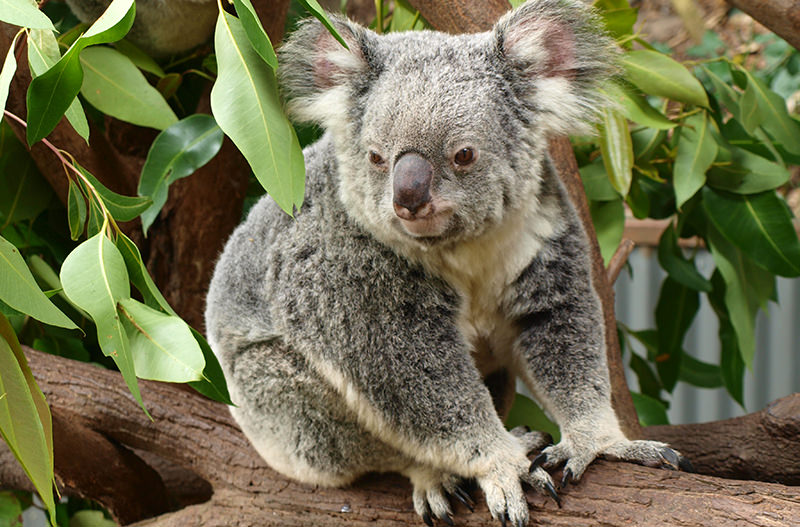 Австралийские коалы теперь считаются исчезающим видом